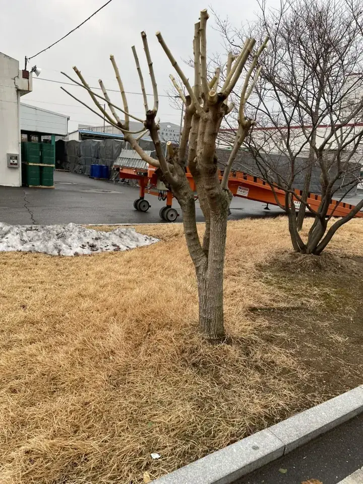 안산 공장 조경수 벌목 현장