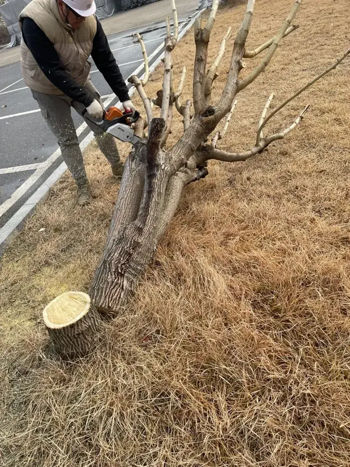 안산 공장 조경수 벌목 현장 사진 4