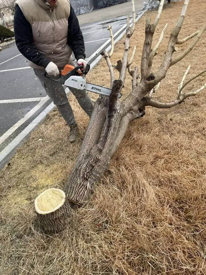 안산 공장 조경수 벌목 현장 사진 5