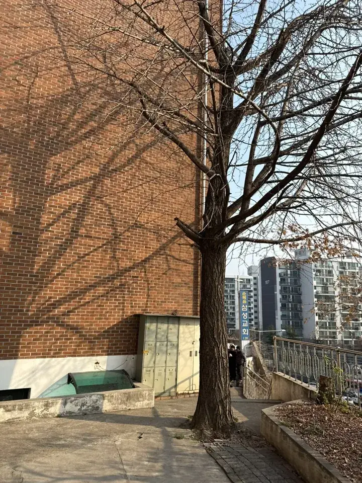 관악 은행나무 가지치기 현장