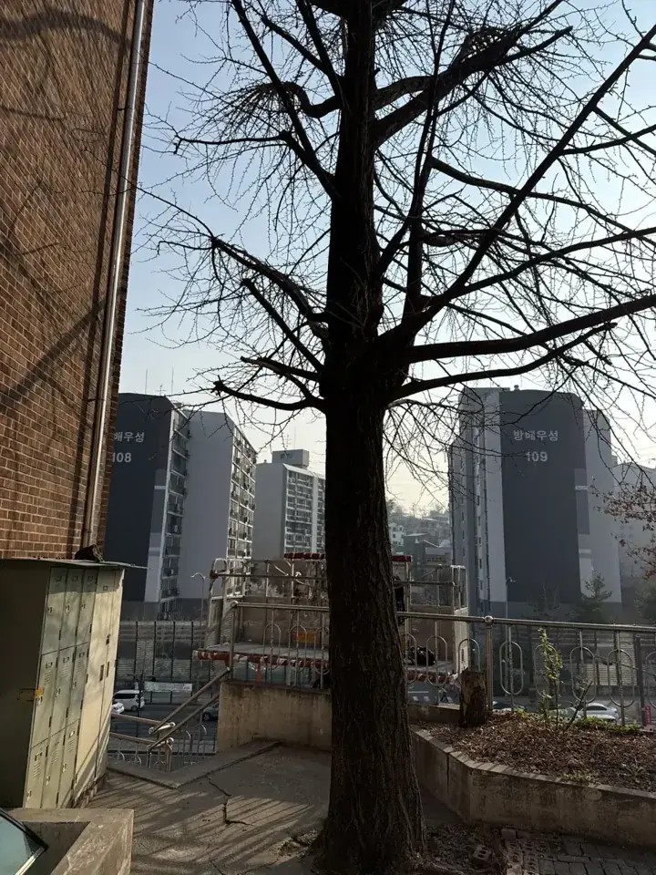관악 은행나무 가지치기 현장 사진 2
