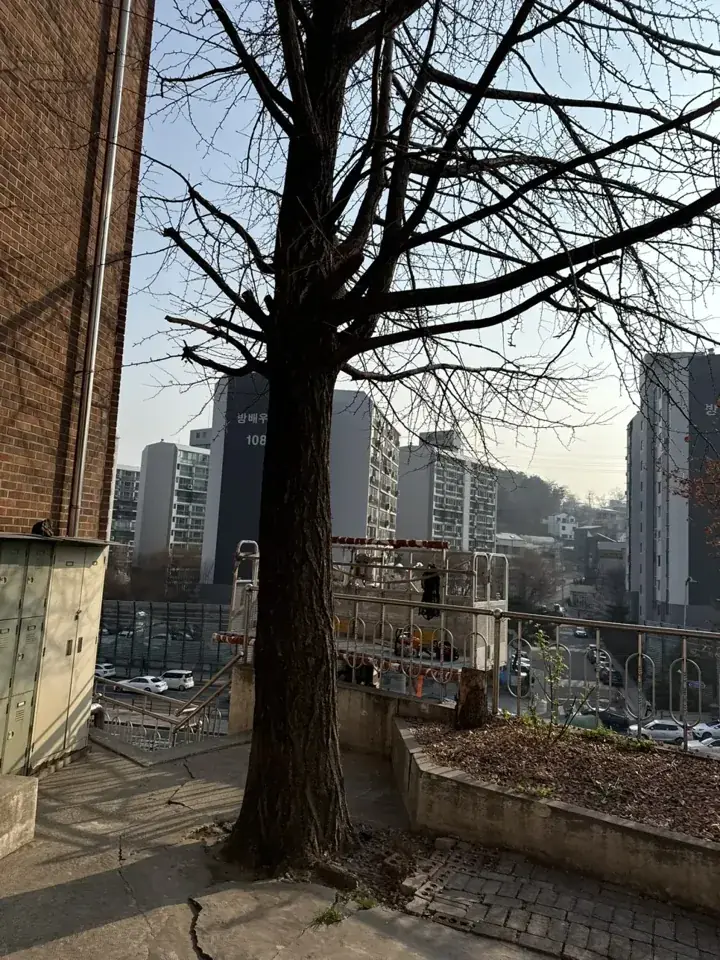 관악 은행나무 가지치기 현장 사진 3