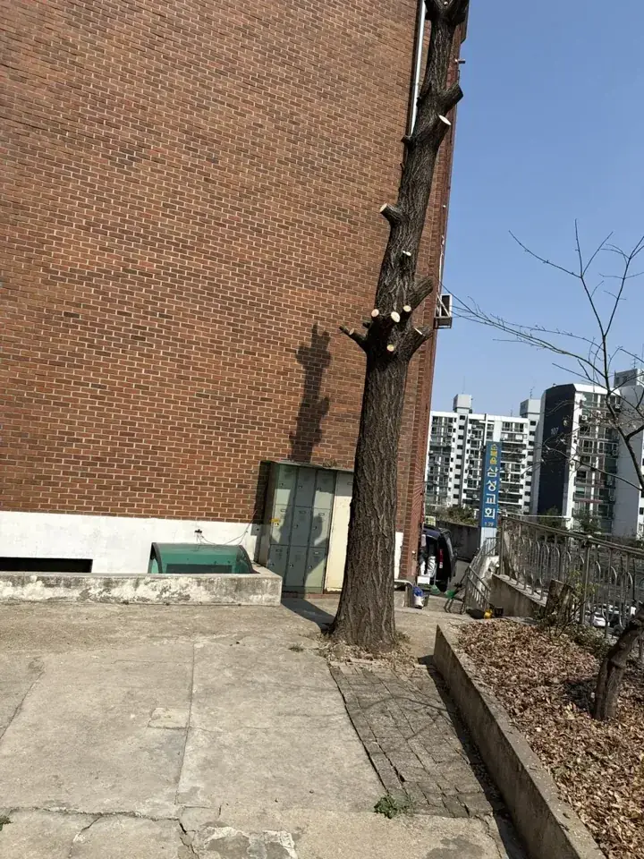 관악 은행나무 가지치기 현장 사진 7