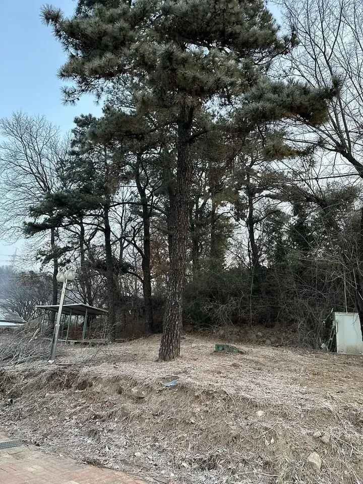 하남 소나무 벌목 현장