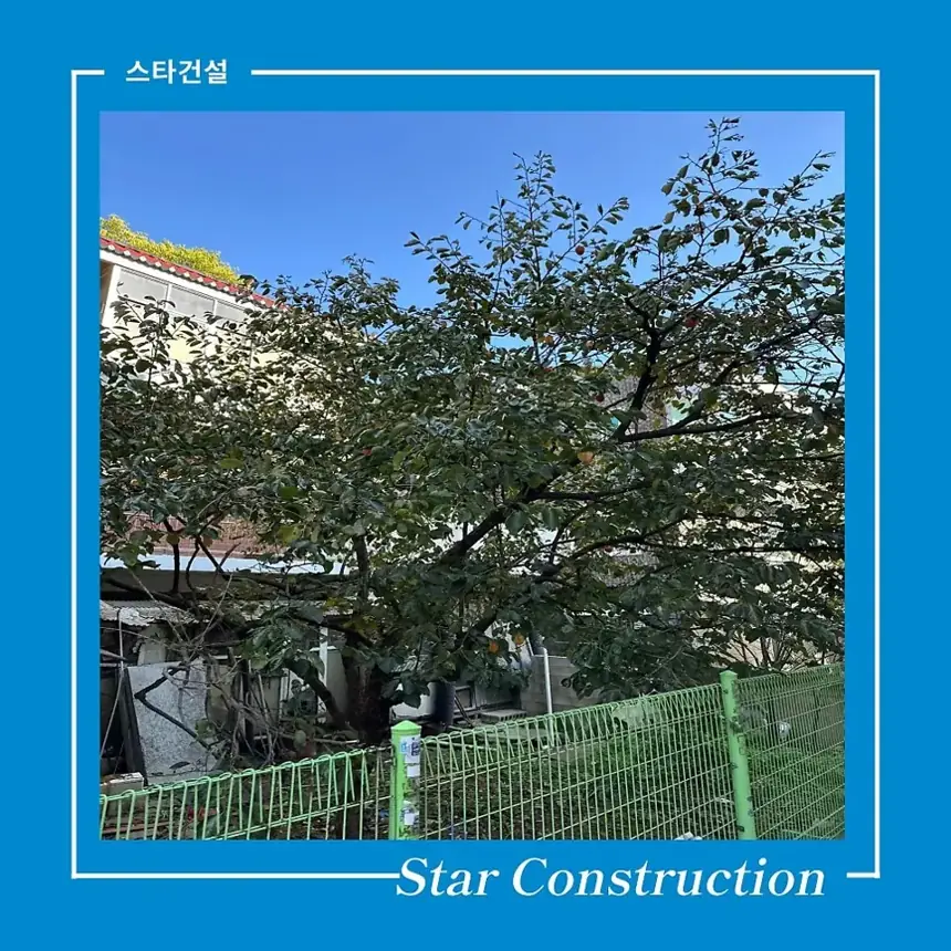 수원 탑동 감나무 가지치기 현장