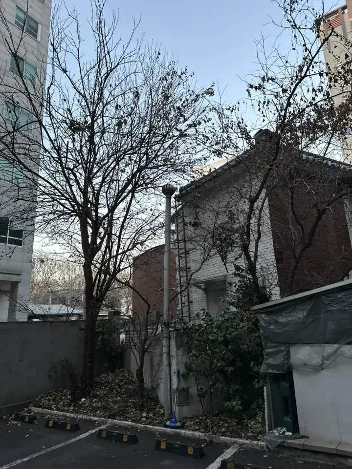 서울 주택가 주차장 벌목·가지치기 현장