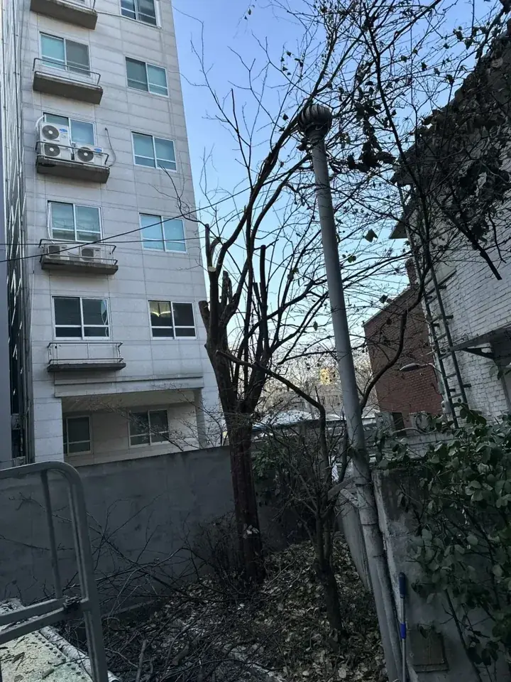 서울 주택가 주차장 벌목·가지치기 현장 사진 3