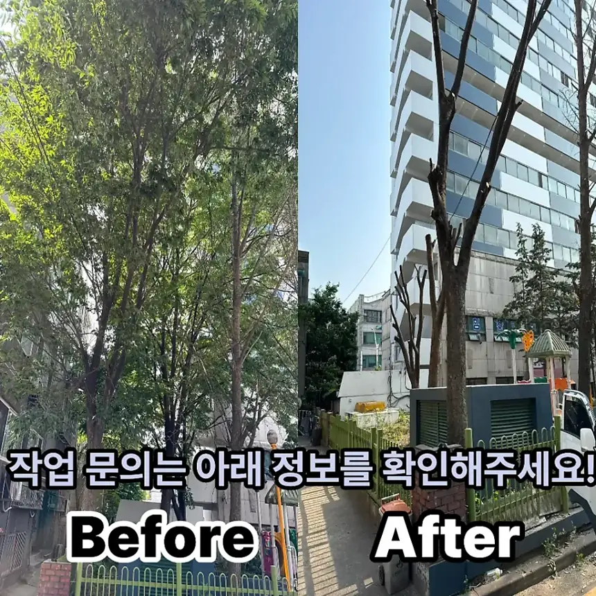 수원 호매실 아파트 조경수 가지치기 현장