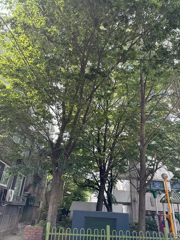 수원 호매실 아파트 조경수 가지치기 현장 사진 2