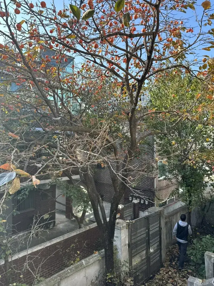수원 매교동 감나무·모과나무 벌목 현장
