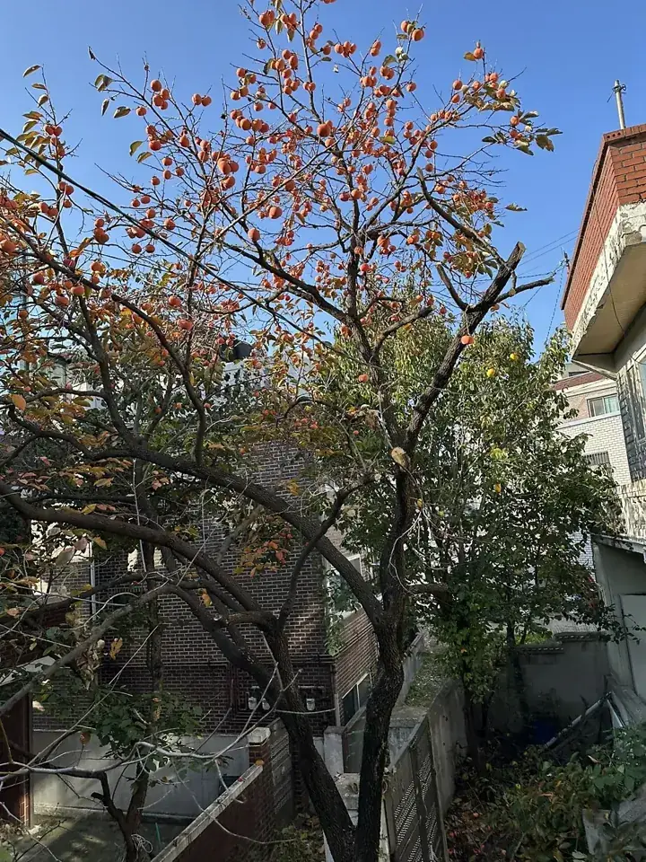 수원 매교동 감나무·모과나무 벌목 현장 사진 3