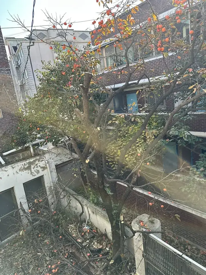 수원 매교동 감나무·모과나무 벌목 현장 사진 4