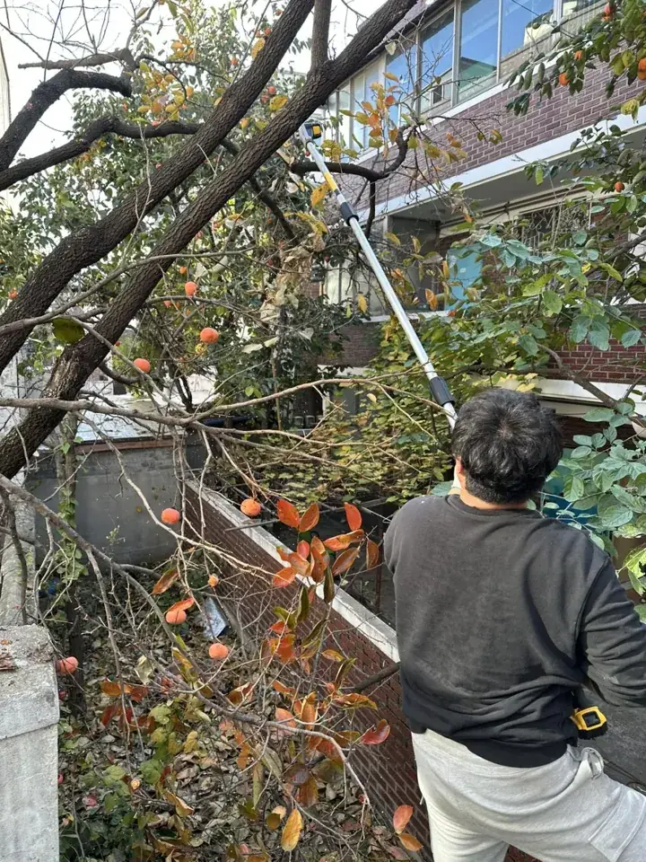 수원 매교동 감나무·모과나무 벌목 현장 사진 6