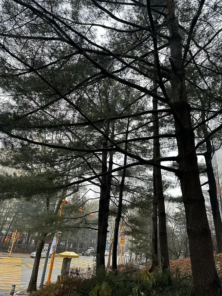 수원 중앙공원 노후 수목 벌목 현장