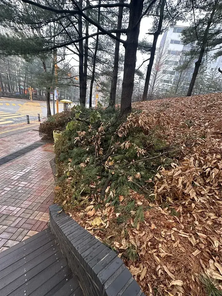 수원 중앙공원 노후 수목 벌목 현장 사진 3