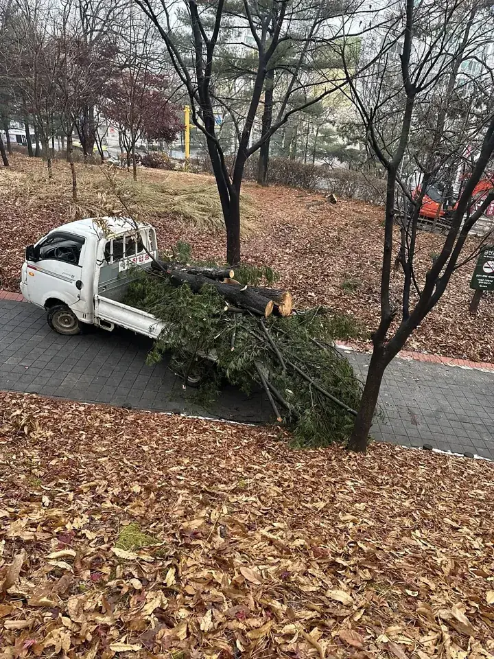 수원 중앙공원 노후 수목 벌목 현장 사진 4