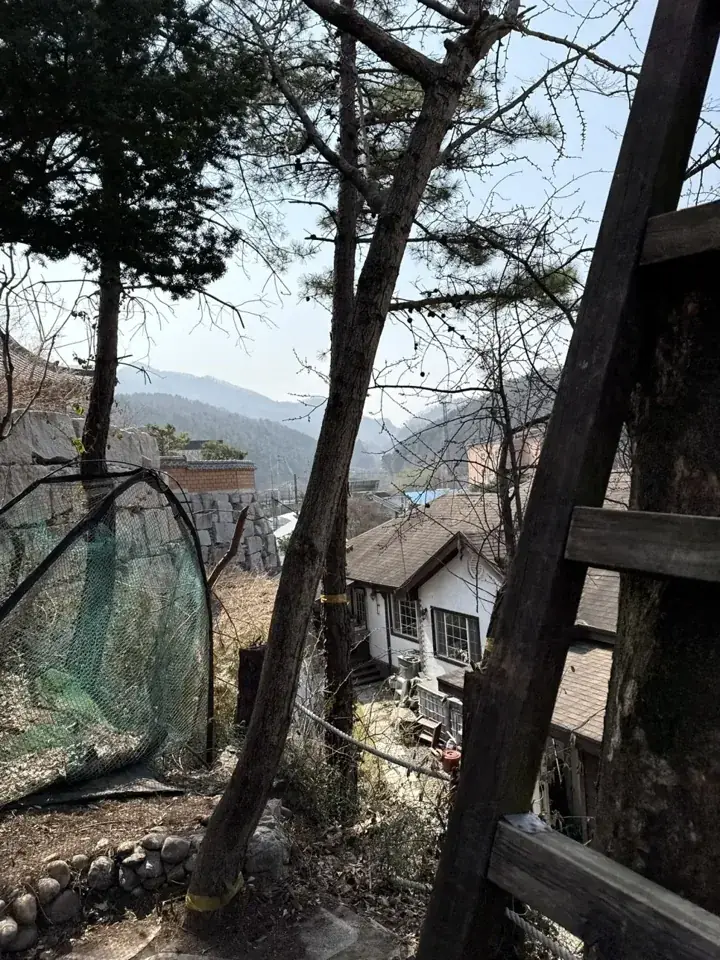 용인 고기리 전원주택 위험목 벌목 현장