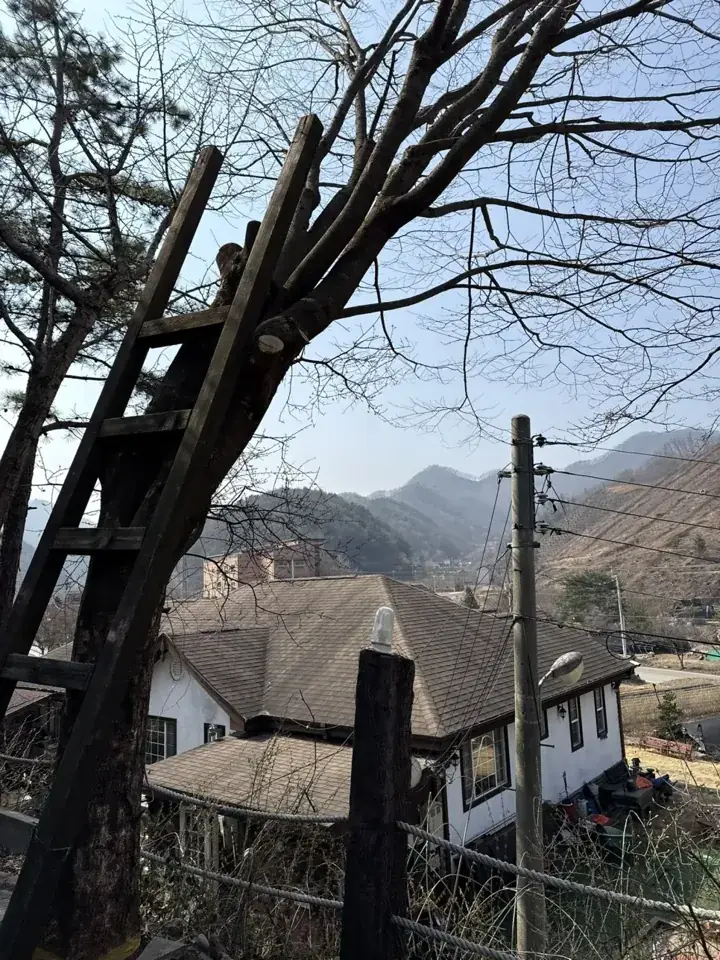 용인 고기리 전원주택 위험목 벌목 현장 사진 2